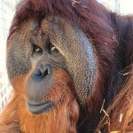Orangutan at the Zoo